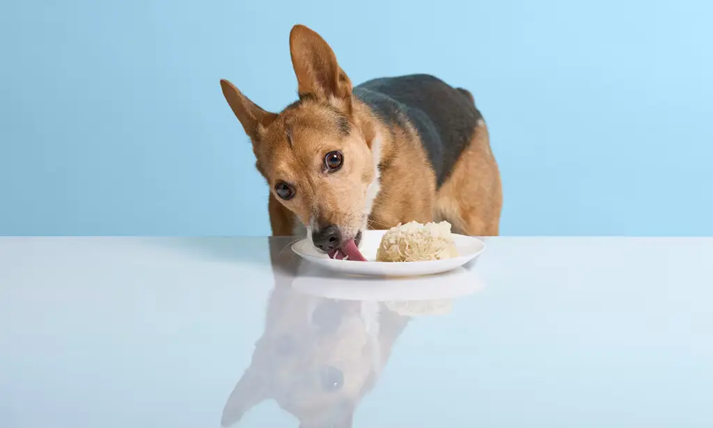a dog eating rice
