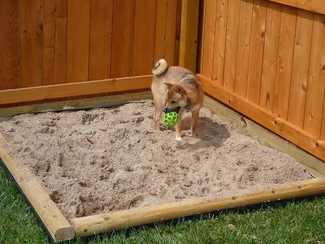 dog digging in a sand box