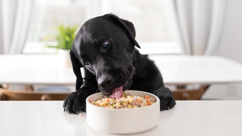 dog eating beneficial foods