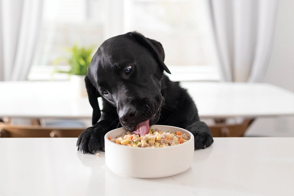 dog eating beneficial foods