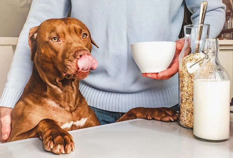 dog eating oats