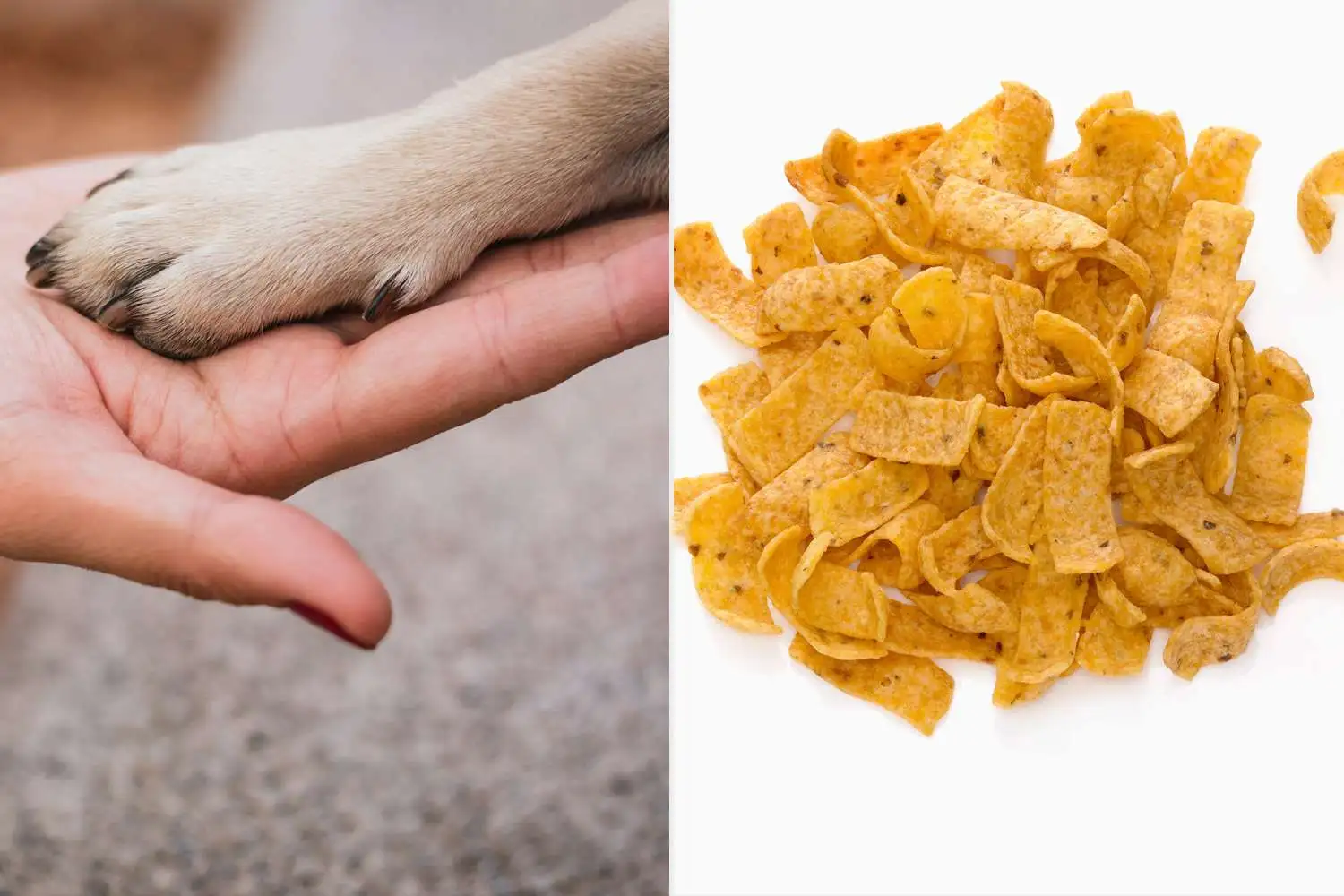 dog paw smells like fritos