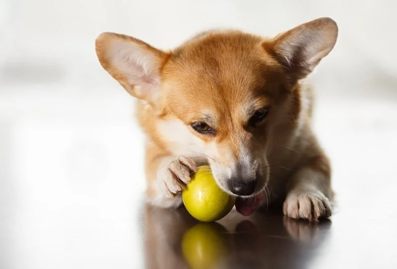 a dog trying to eat an apple