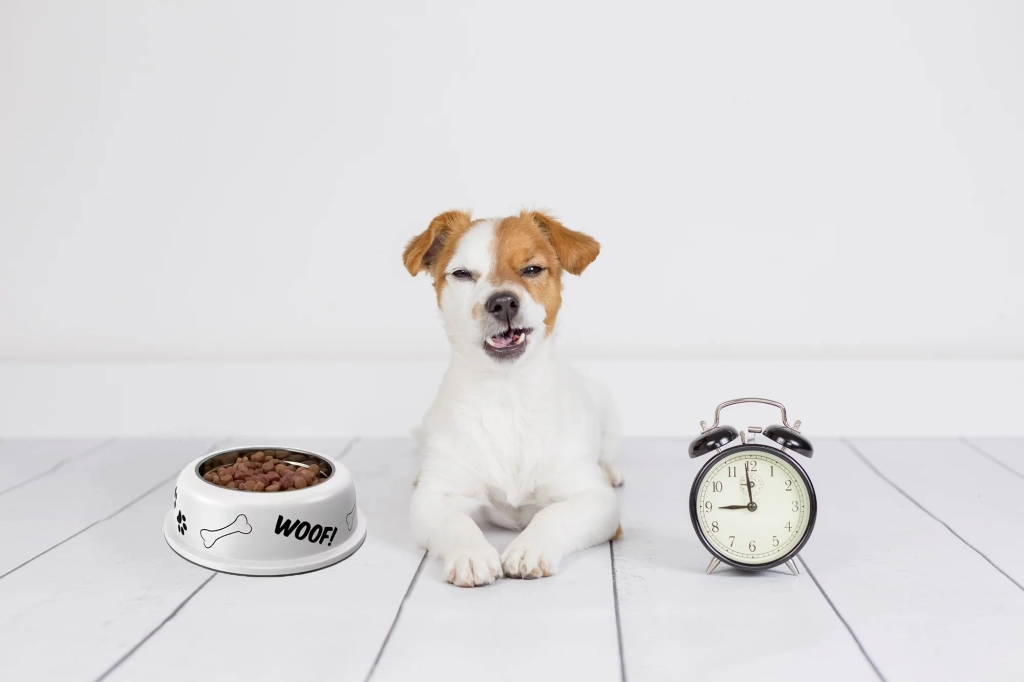 a dog with timer and food