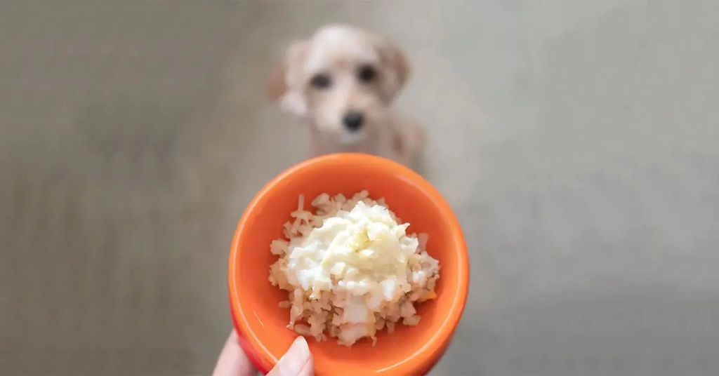 a bowl of rice and a puppy waiting to eat