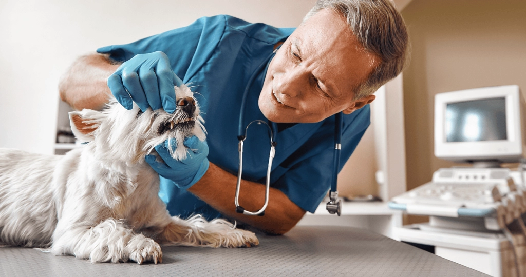 dog with vet for dental check up