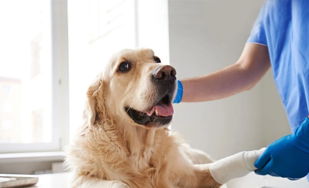 dog with vet to treat dog mucus vomit