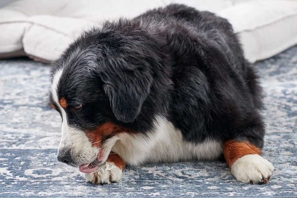 a dog is licking his paws