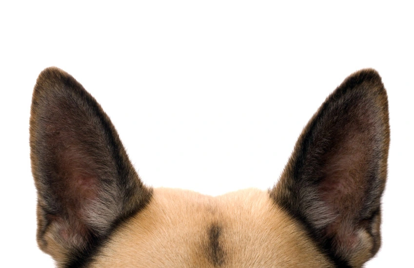 dog's ears