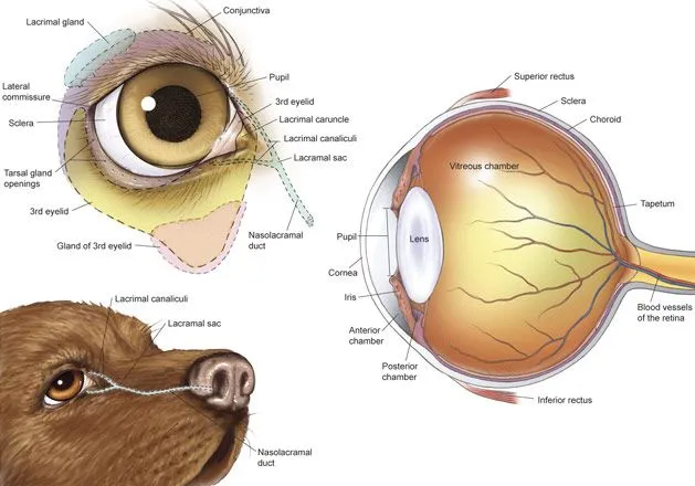 dog's eye Anatomy