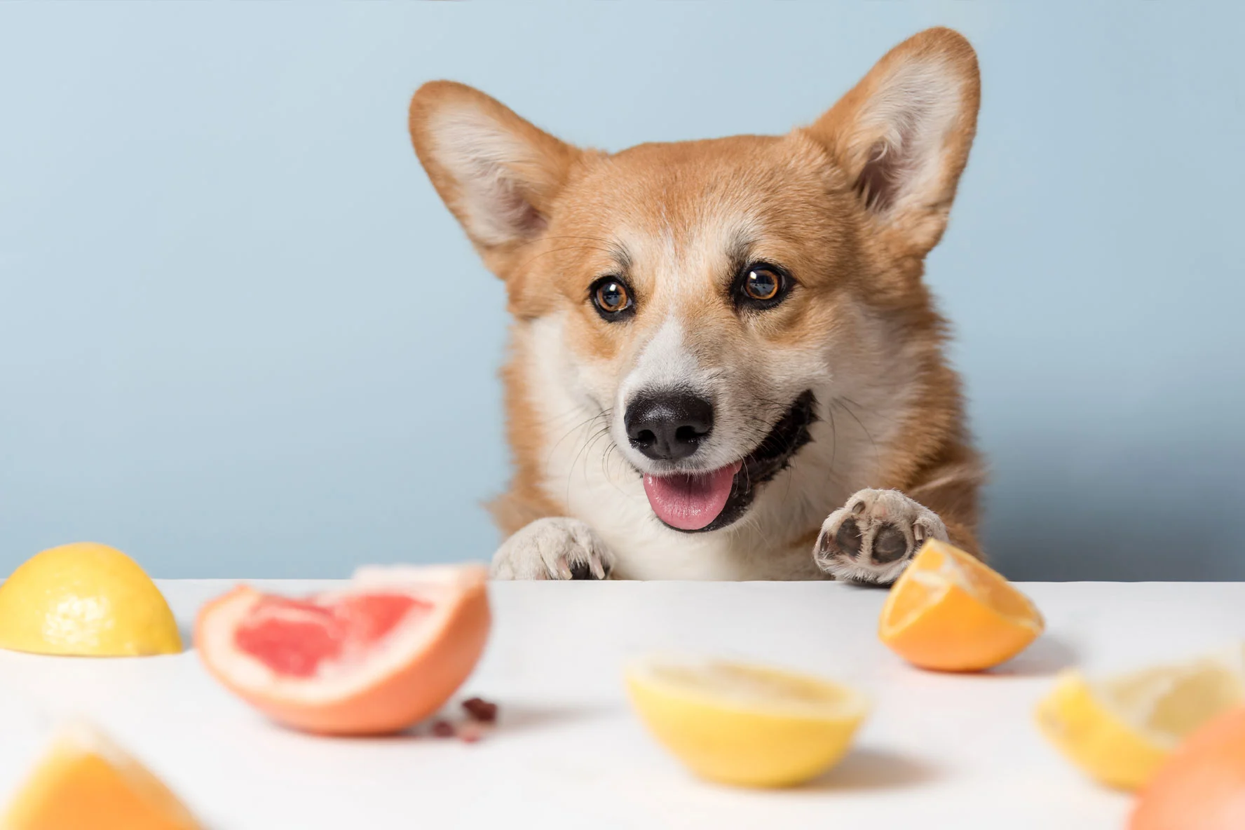 dogs with fruits