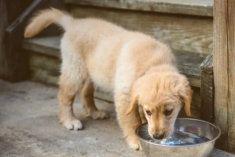 puppy drinking water