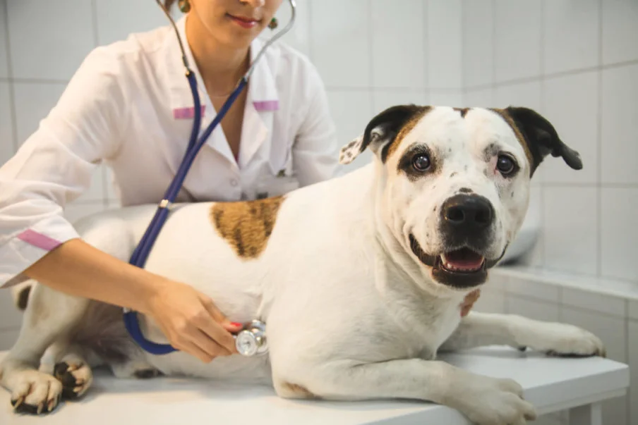 senior dog with vet