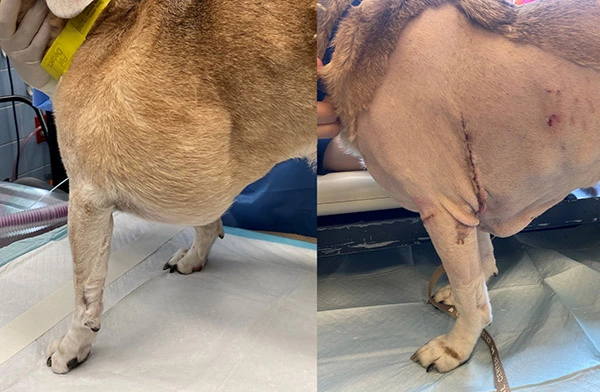 a dog with fatty tumor surgery