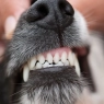 A Comprehensive Guide to Dog Teeth 2024